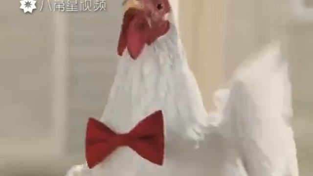 Петушиный хор. Прикол