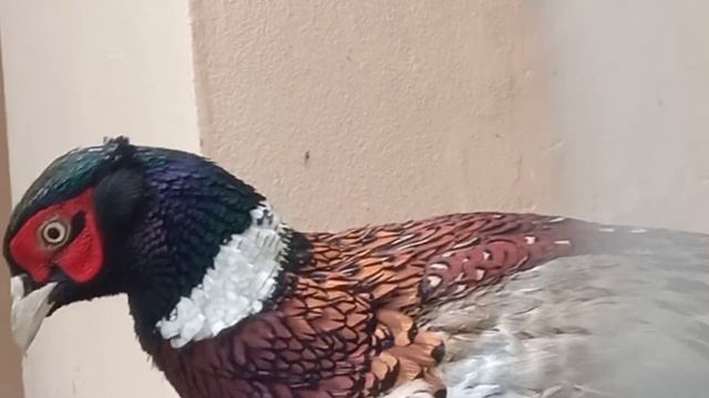 Ring Necked Pheasant  | Birds