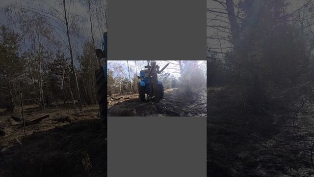 Дёргаю пасынки трактором т-40.