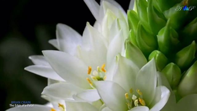 ✿ ♡ ✿ BRIAN CRAIN - The Edge of a Petal (relaxing, soothing piano music)