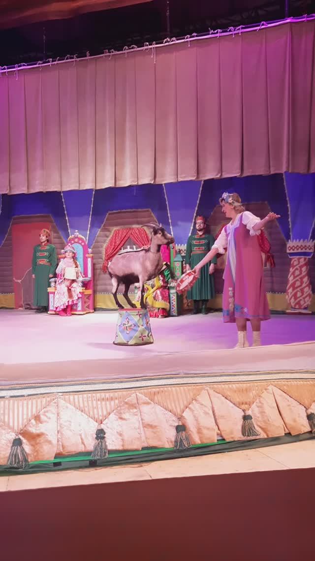 Дрессированная коза