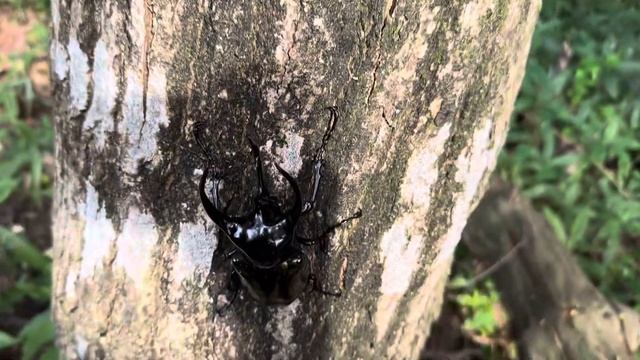 【カブトムシ】コーカサスオオカブト タイリクコーカサス 【Beetle】Chalcosoma chiron belangeri