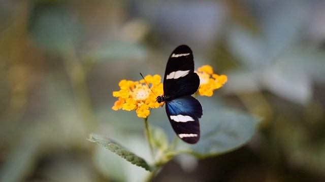 Butterflies 4K - Nature 🦋🌺🐛🌷 - Peaceful Relaxation Music