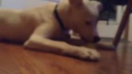 I gave my dog a lemon