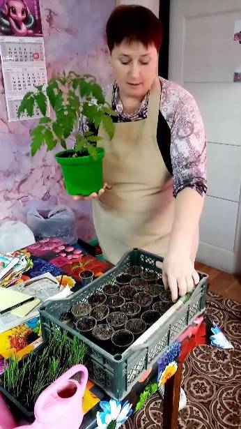 Как вырастить КРЕПКУЮ рассаду.