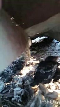 галка и галчата