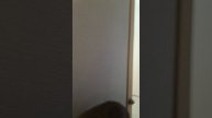 Ах ты киса ты что меня за скамила? Я же тебя глажу а ты на меня леняешь шерсть!