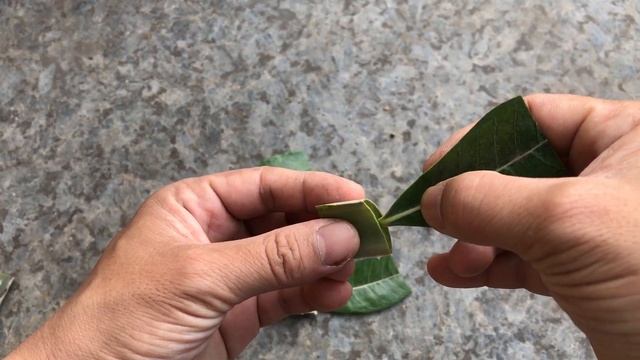 With just a few Plumeria flower leaves, I have 100% successful propagation