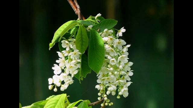 Цветущая природа