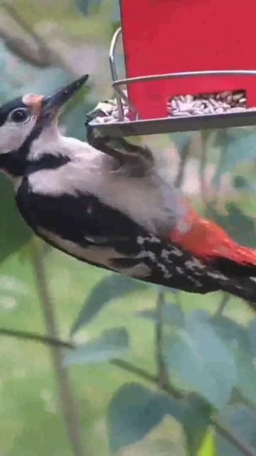 eating food try many difficulty #shortsviral #cuteanimals #youtube like share and scribe