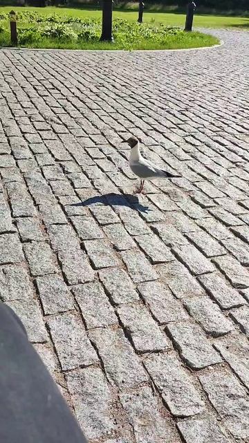 Самая смелая чайка