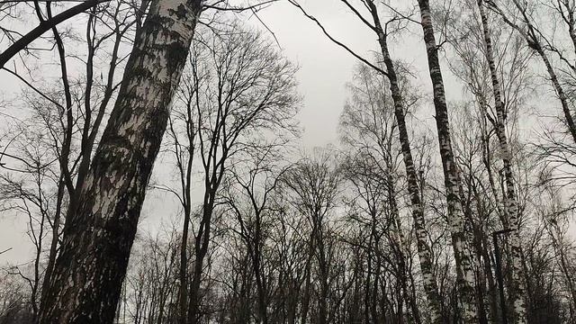 Прогулка по весеннему парку