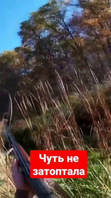на загонной охоте лосиха чуть не затоптала стрелка#shorts #hunting @ohotaotpervogolitsa
