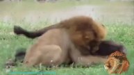 You won't belive what this lion does - lion Vs buffalo # львы против буйвола