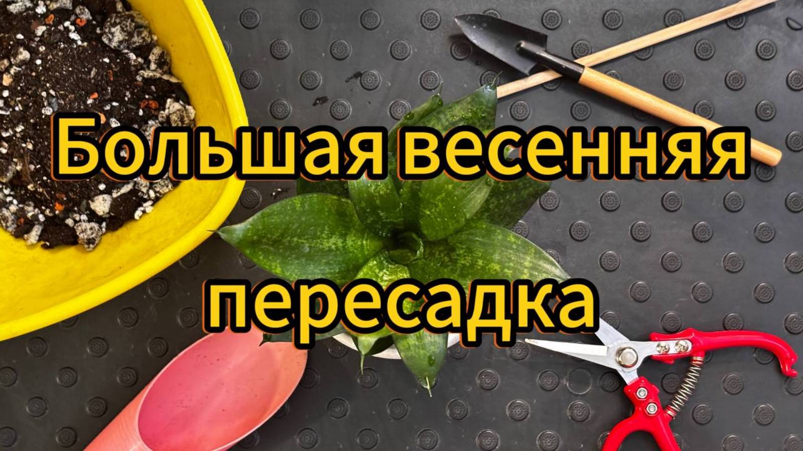 Большая весенняя пересадка