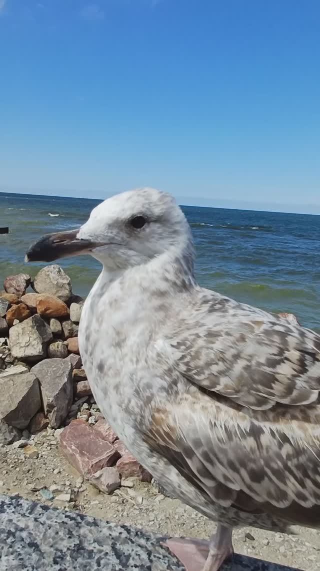 Прохладное Балтийское море