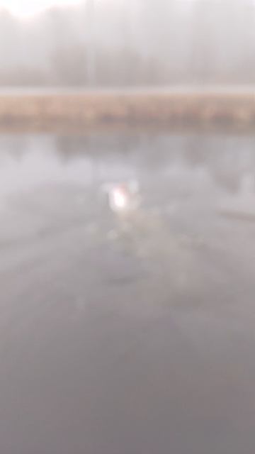 нива