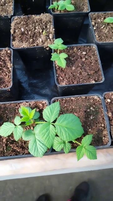 Саженцы 13 марта 2025