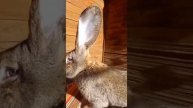 видео предназначено для критиков.