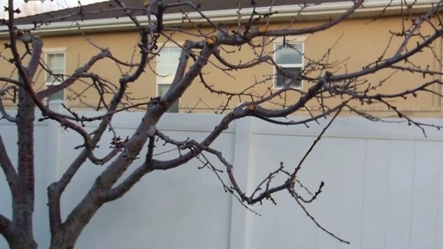 2016 Cherry after pruning