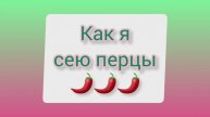 Как я сею перцы