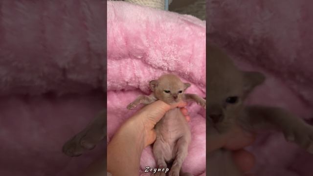 Шоколадный бурманский котёнок Zeynep  Freya Way. Помёт «Z7».