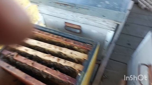 Разница по расплоду , в пеноулике и деревянном улье.