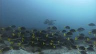 Manta Ray and Yellowtail Surgeonfish
