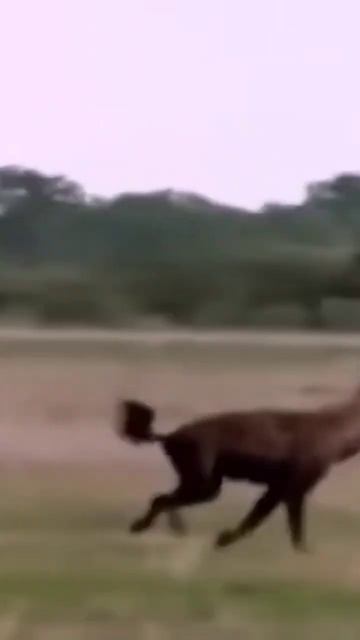 Lion chases Jakal.