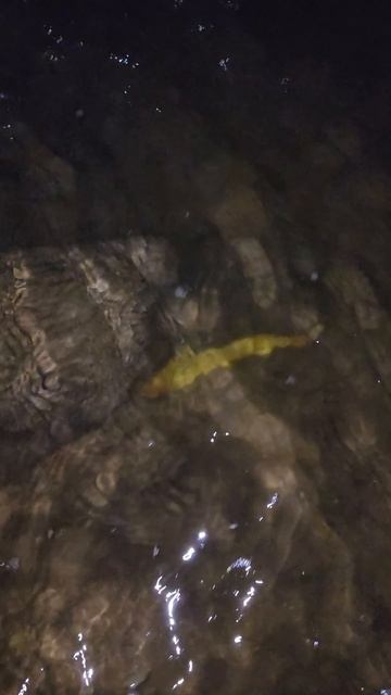 빠가사리(동자개)