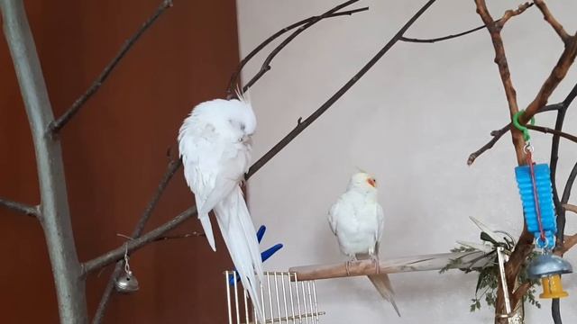 ГОША И МУСЯ ЛЮБЯТ КУПАТЬСЯ.
