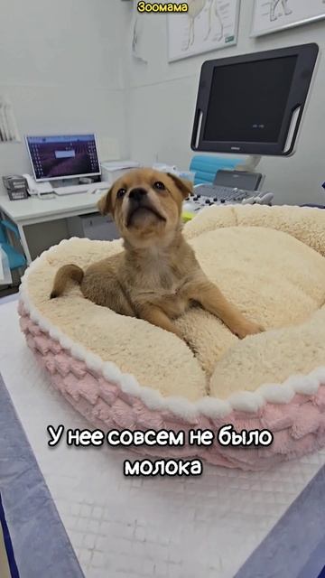 Чихуахуа с щенками выживала в разрушенном детском саду без еды и воды