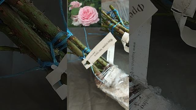 Распаковка посылок из "Нью-Джерси" и "Подворья".