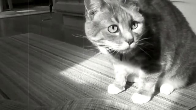 Sadie the Former Barn Cat's Rescue Story