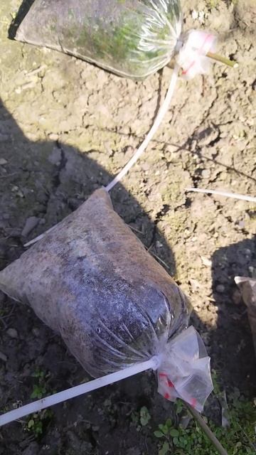 Саженцы ежевики в мешочках