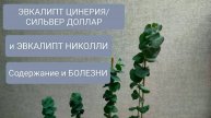 🔴ЭВКАЛИПТ ЦИНЕРИЯ / СИЛЬВЕР ДОЛЛАР. СОДЕРЖАНИЕ И ХАРАКТЕРНЫЕ БОЛЕЗНИ .