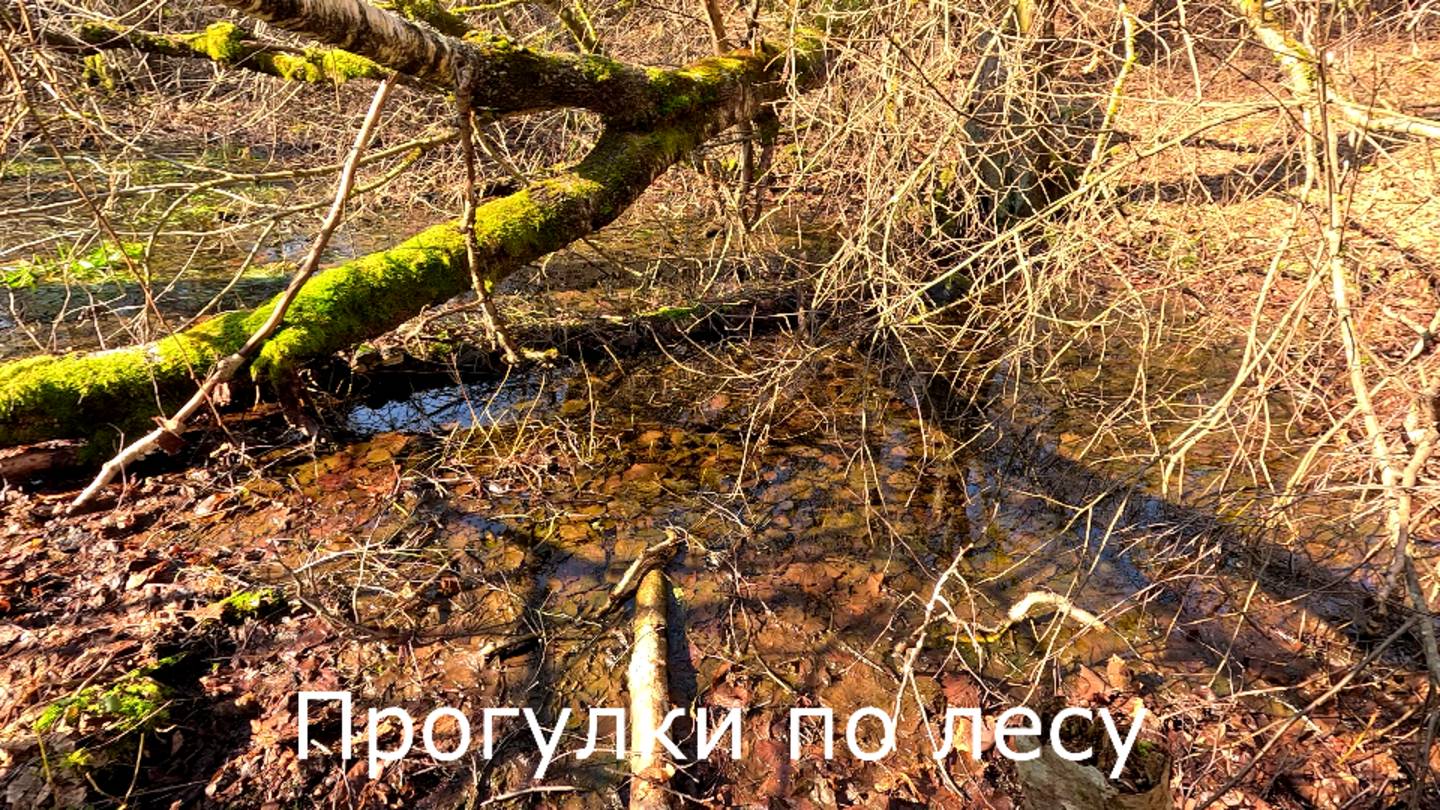 Прогулки по лесу. Есть ли водичка во втором и в третьем  озерце.