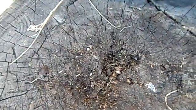 Из пня начали расти какие-то растения