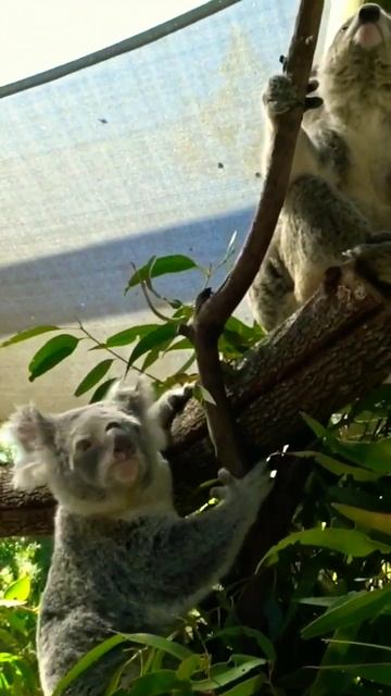 Koala Climbs Jagged Edge | #paradisecountrygc