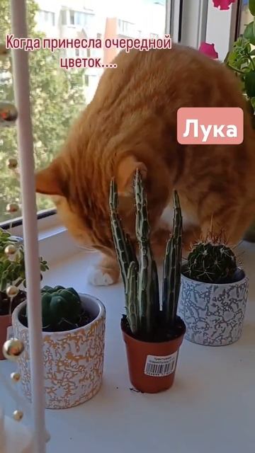 Дёргается, потому что можно только нюхать, а хочется сожрать🤣🐈 #суккуленты #цветы #кот