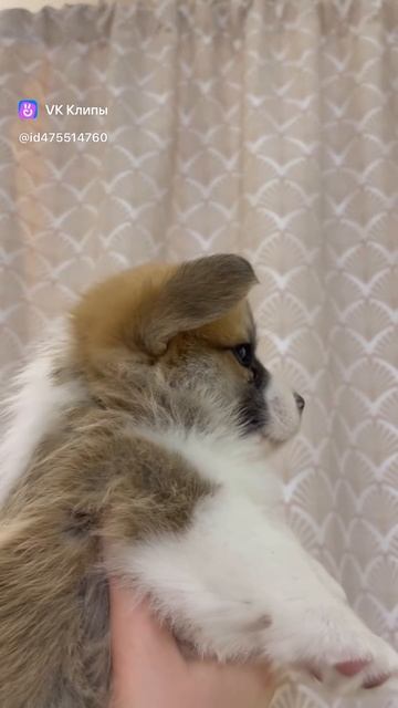 Уши 👂 Взгляд 👀 Белый 🤍 Айсон 🥰