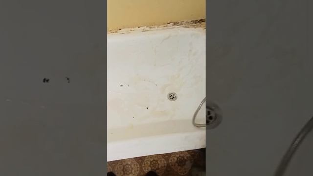 Уборка захламленной квартиры под ключ с выносом мусора и с озонированием от Проф Клин