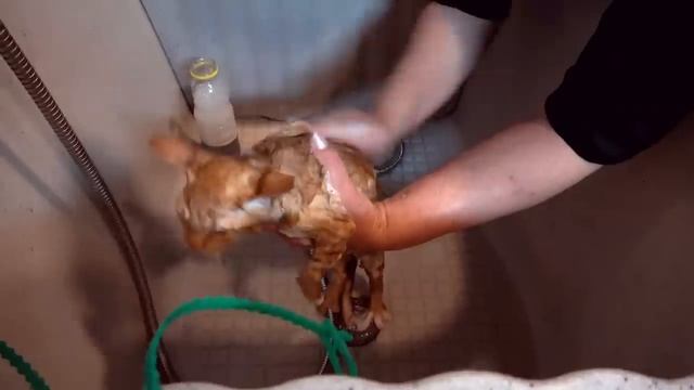 Мисс Кэти (Miss Katy) - Katy and Max are grooming Murka