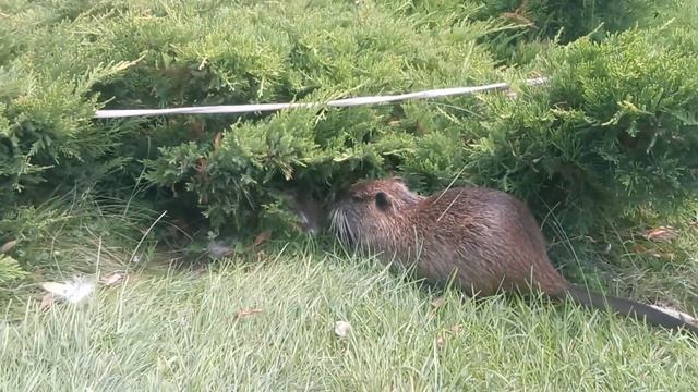Птенцы павлинов навестили малышей нутрии. / Peacock chicks visit kids nutria.