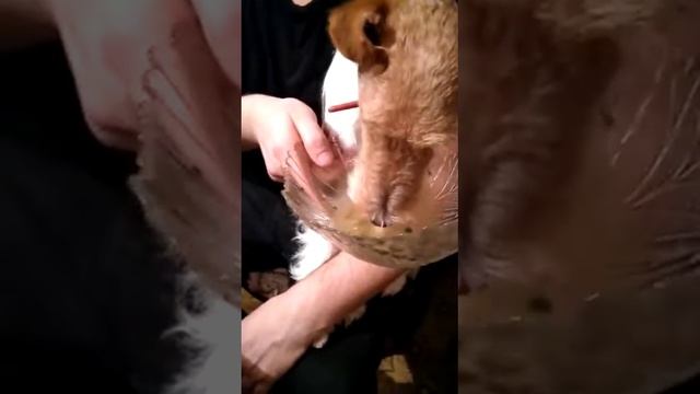 Собака хавает хаш