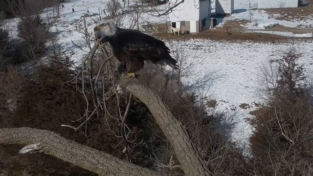 Decorah Eagles-Stunning Sub Adult Bald Eagle Perching Near N1 2/8/17