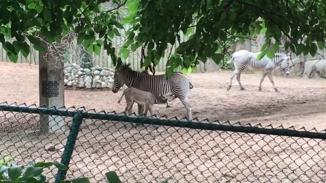Baby Zebra - Lincoln Park Zoo Chicago