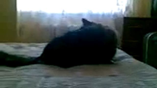 Кот и собака.3gp