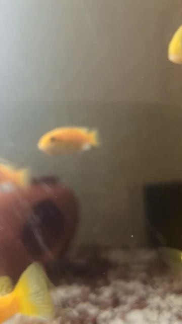 Yellow princess with cubs in her mouth #fish #aquarium #yellowprincess
