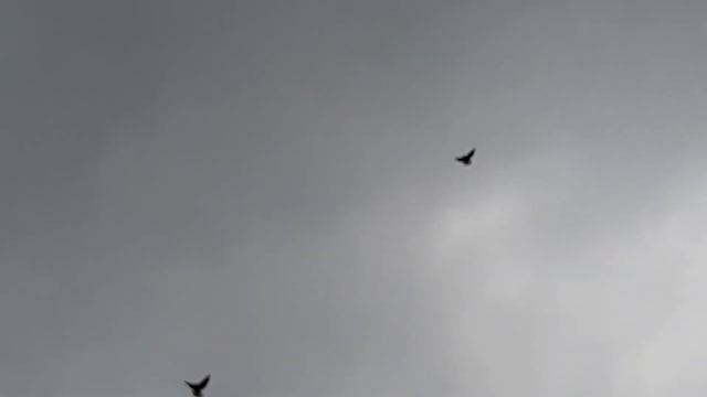 Ветерок появляеться гоним птицу 14 07 2022 г
